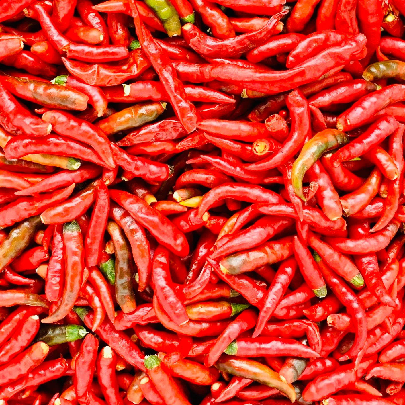 RED CHILLI