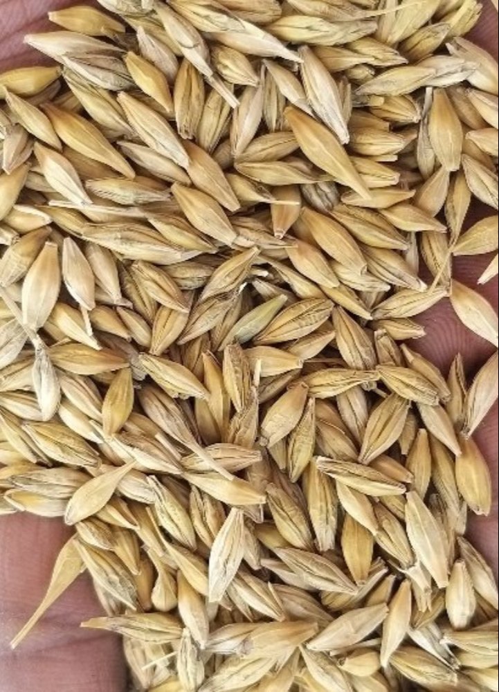 BARLEY
