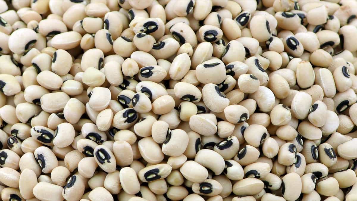 COWPEA