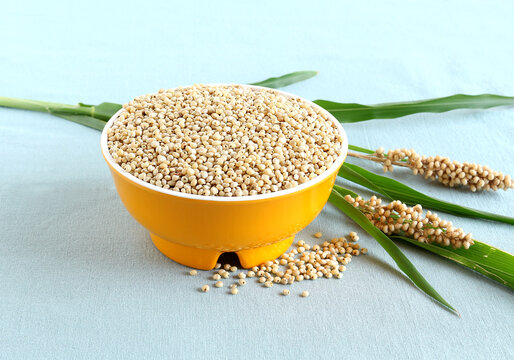 SORGHUM